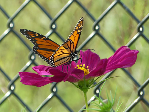 monarch butterfly on a cosmos flower