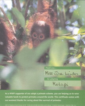 my sponsored orang utan