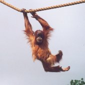 my orang photo