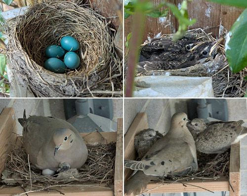 2025 mourning dove and american robin nests