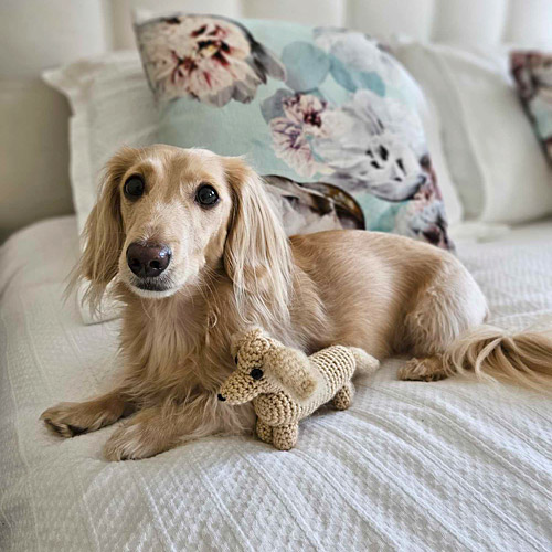 Dudley the dachschund and his amigurumi mini-me