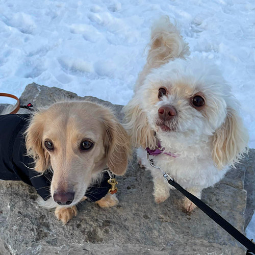 Dudley and Maggie: dachshund and mini poodle mix