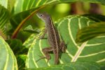 brown anole