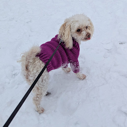 dog sweater knitted with an LK150 knitting machine