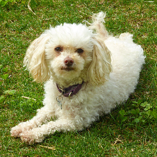 Maggie, my lovely mini poodle mix