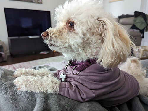 a mini poodle mix wearing a purple t-shirt