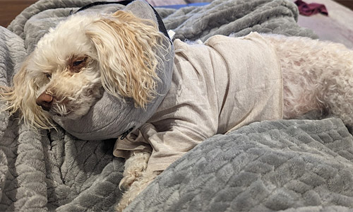 a mini poodle mix wearing an inflatable collar