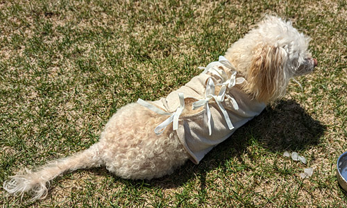 a mini poodle mix wearing a post-surgical recovery tie-back t-shirt