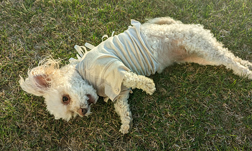 a mini poodle mix wearing a post-surgical recovery tie-back t-shirt