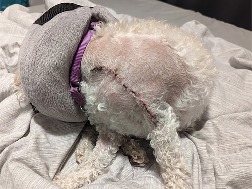 a mini poodle mix with a large surgical scar wearing an inflatable collar