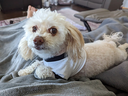 a mini poodle mix wearing a cute crop top