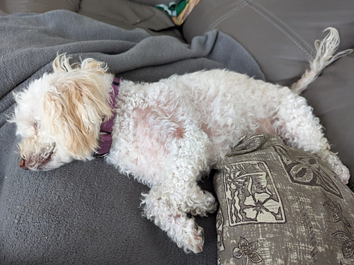 a mini poodle mix with a small post-surgical scar