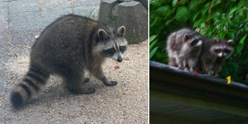 a raccoon eating bird seed; two baby raccoons on the edge of a roof