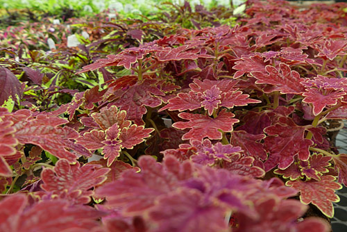 Greenhouse Photowalk photo by June Gilbank