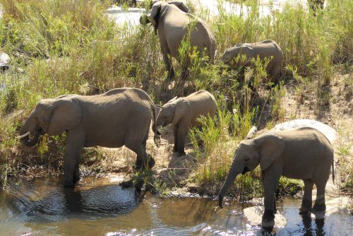 South Africa wildlife X: Kruger Safari – PlanetJune by June Gilbank: Blog