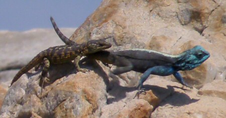 cape girdled lizard and southern rock agama