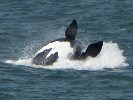 southern right whale