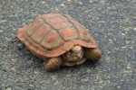those aren't false colours - this tiny tortoise really was red and green