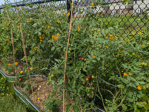 growing cherry tomatoes