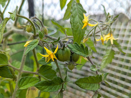 growing cherry tomatoes