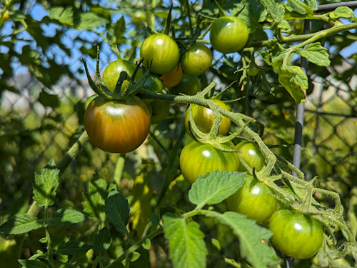 growing cherry tomatoes