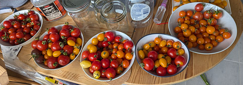 growing cherry tomatoes