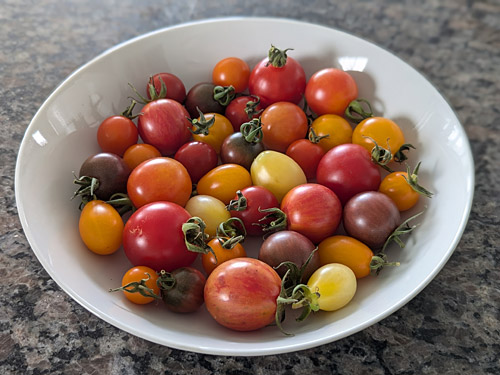 growing cherry tomatoes