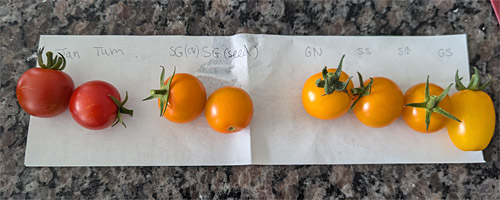 growing cherry tomatoes