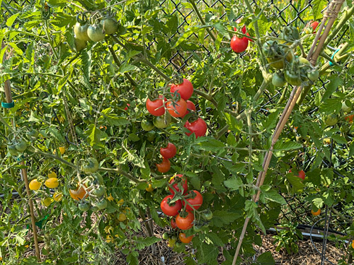 growing cherry tomatoes