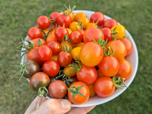 growing cherry tomatoes