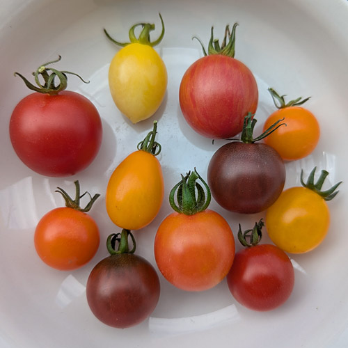 growing cherry tomatoes