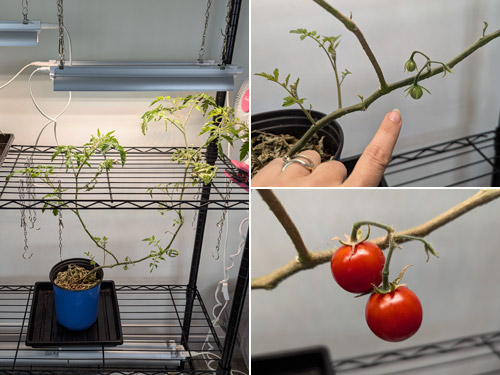 growing cherry tomatoes