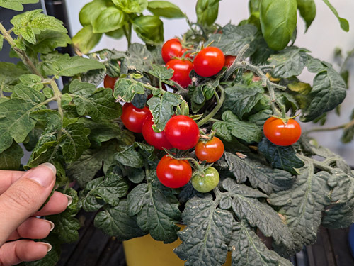 growing cherry tomatoes