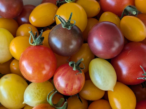 growing cherry tomatoes