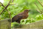 juvenile blackbird