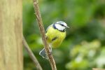 blue tit