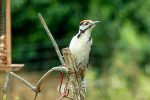 lesser spotted woodpecker