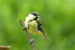 juvenile great tit