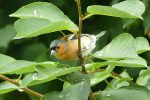 male chaffinch