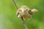 female house sparrow