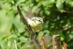 juvenile blue tit