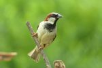 male house sparrow