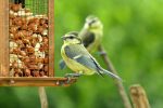 juvenile blue tits