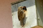 female house sparrow with chicks!