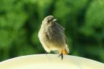 juvenile robin