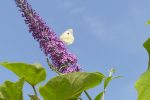 large white butterfly