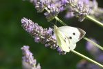 large white butterfly