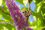 red admiral butterfly