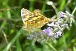 painted lady butterfly