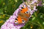 peacock butterfly